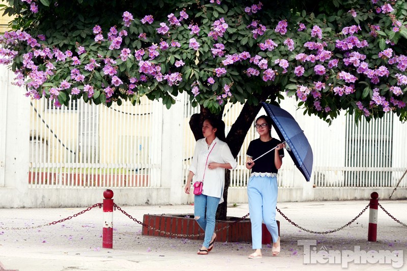 Tháng 5 hạ về, trên những con phố của Thủ đô lại được nhuộm tím màu hoa bằng lăng.