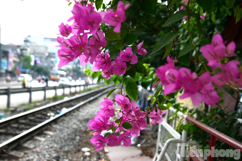 Những ngày tháng 5, khi đi trên các tuyến phố của Hà Nội dễ dàng bắt gặp những giàn hoa giấy nở rực trong gió mùa hè.
