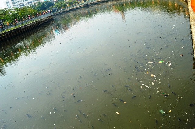 Cá nổi dày đặc trên mặt kênh Nhiêu Lộc – Thị Nghè.