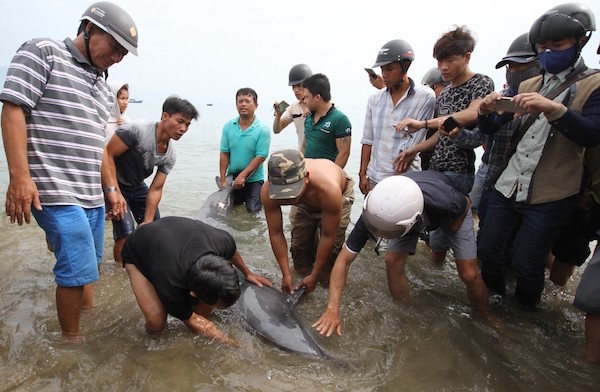 Người dân Đà Nẵng cứu cá heo mắc cạn và đưa chú cá về biển