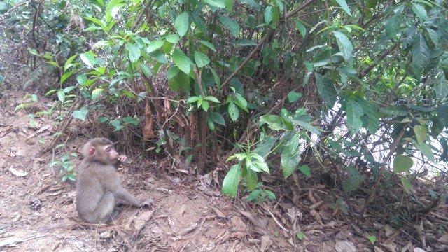 Cá thể khỉ đuôi lợn được thả về rừng.