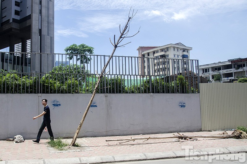 Ghi nhận của phóng viên có khoảng 40 cây xanh trồng trên tuyến đường Trần Bình, Nguyễn Hoàng đã bị chết khô và không có bóng mát.