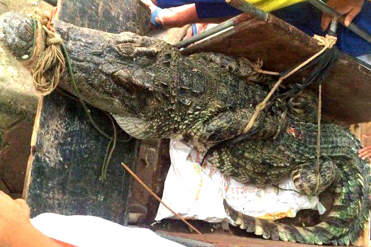 Sau khi anh Lê Văn Bình (xã Vân Nội, huyện Đông Anh, TP Hà Nội) bắt được con cá sấu nặng hơn 70 kg dài gần 3 mét tại đầm Vân Trì khiến nhiều người dân tại khu vực trên lo lắng. Ảnh do người dân chụp lại.