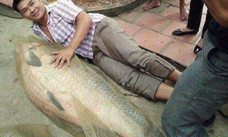 Con cá trắm có chiều dài hơn 1 mét người dân bắt được trên hồ Núi Cốc. Ảnh facebook.