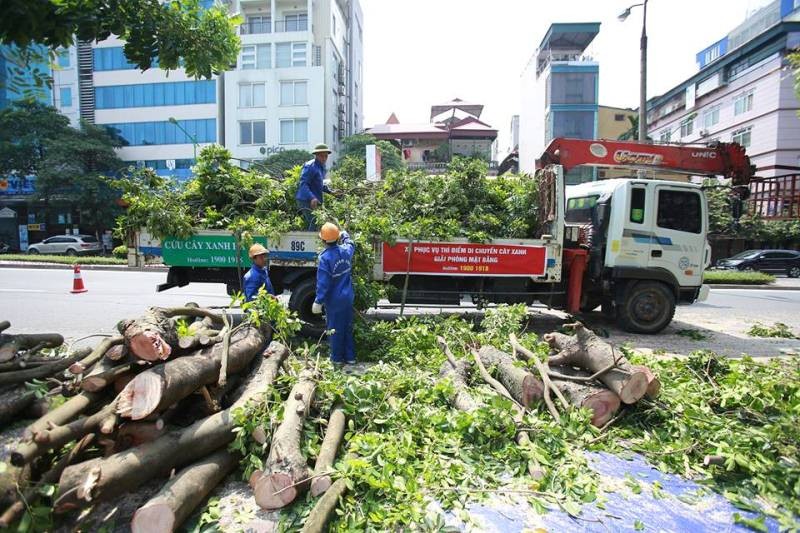 109 cây xanh, trong đó có những cây cổ thụ lâu năm trên phố Kim Mã được dịch chuyển, chặt hạ để phục vụ thi công dự án tuyến đường sắt đô thị thí điểm đoạn Nhổn - ga Hà Nội.