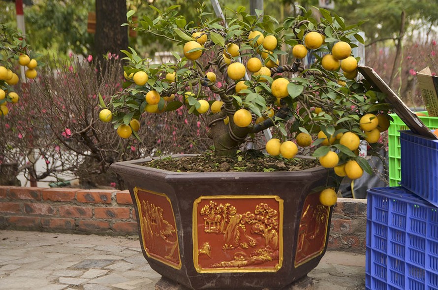 Nắm bắt nhu cầu chơi cây cảnh dịp Tết của người dân Thủ đô, nhiều nhà vườn ở Hưng Yên đã bày bán những cây chanh vàng tứ quý độc đáo thu hút nhiều khách hàng.