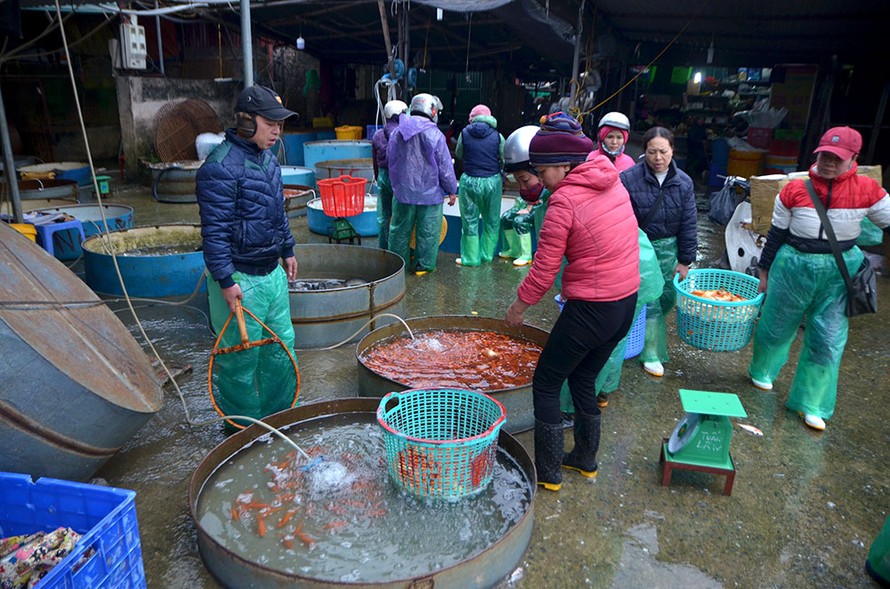 Sáng sớm 6/2 (21 tháng Chạp) tại lối vào chợ nhiều người bắt gặp nhiều bể cá vàng.