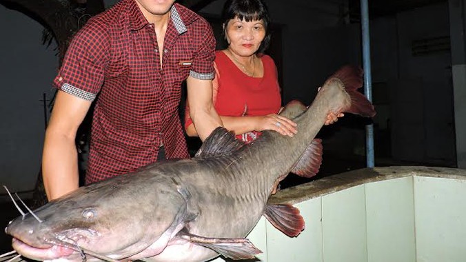 Cá lăng khủng mới bắt được tại sông Sêrêpốk.