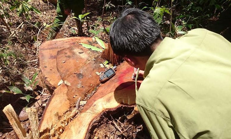 Đo vẽ xác định khối lượng gỗ của cây dổi cổ thụ bị cưa hạ.