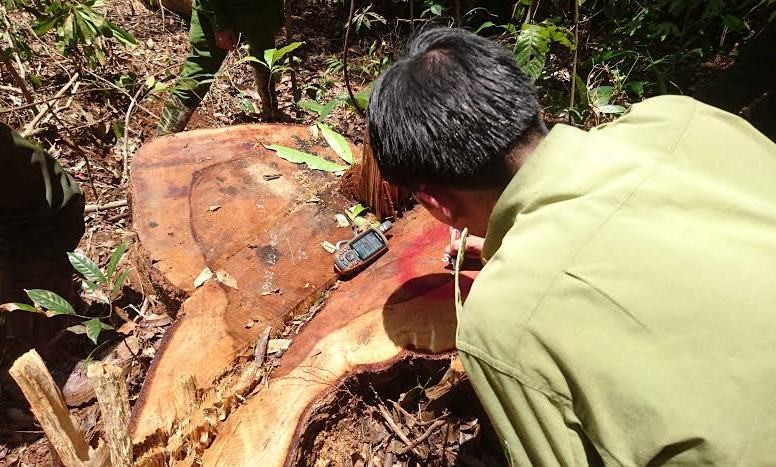 Khám nghiệm hiện trường vụ phá rừng ở Bảo Lâm.