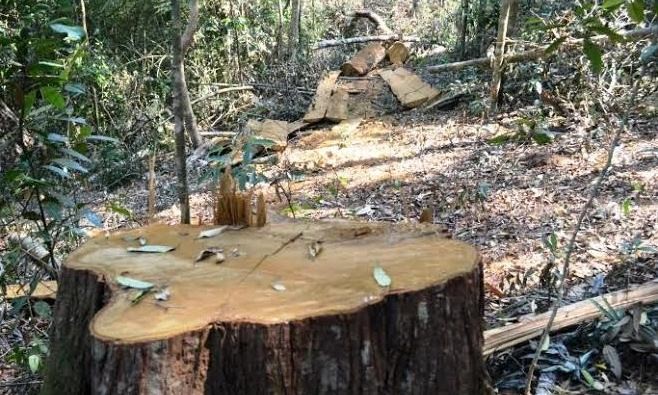 Một cây dái ngựa bị lâm tặc triệt hạ tại rừng phòng hộ Nam Cát Tiên (ảnh cơ quan chức năng cung cấp).