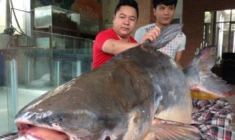 Con cá tra dầu nặng 140kg vừa được đưa về Hà Nội.