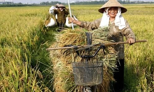 Lúa gạo chiếm 20% lượng tiêu thụ lương thực trên thế giới trong khi lúa mì chiếm 19% và ngũ cốc là 5%. Ảnh : Hồng Vĩnh.