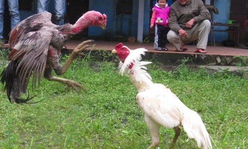Các đòn tấn công của loài gà được người xưa sáng tạo thành bài Hùng kê quyền. Ảnh: Võ Thạnh.