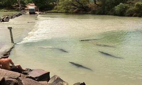 Cá sấu luôn rình chờ người qua sông sa chân xuống nước để ăn thịt. Ảnh: Courier Mail.