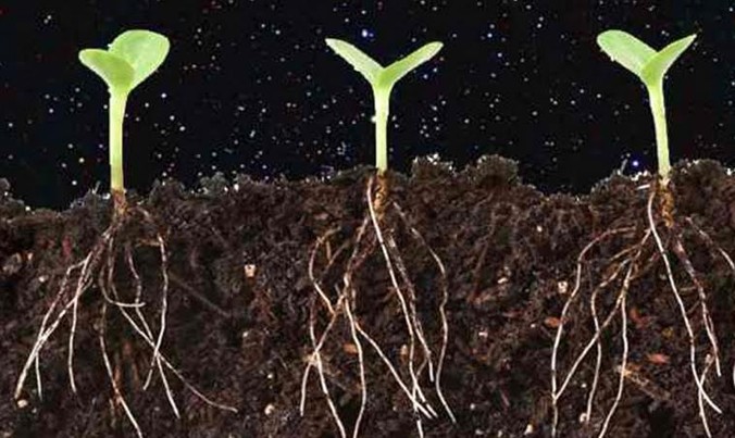 Dự án khoa học mới nhất của Trung Quốc là trồng khoai tây và nuôi côn trùng trên Mặt trăng.