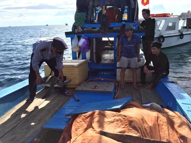 Cán bộ Ban quản lý khu bảo tồn biển đảo Cồn Cỏ phát hiện con vích nặng 15kg trên tàu ngư dân chiều 26/6.