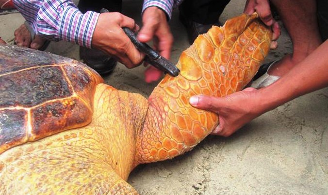 Cá thể rùa mắc lưới nặng khoảng 70kg. Cá thể rùa biển màu vàng được gắn thẻ trước khi thả về biển. ẢNH: KHU BẢO TỒN BIỂN ĐẢO CỒN CỎ cung cấp.
