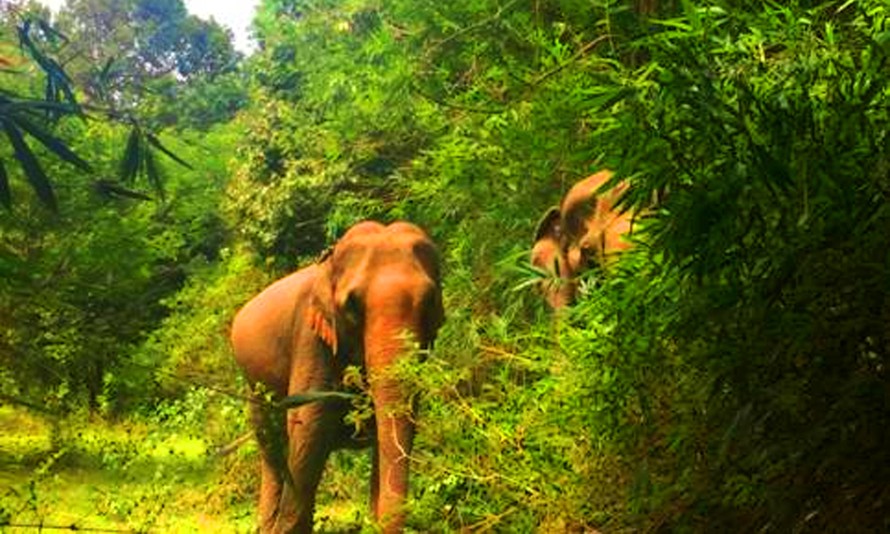 Voi Ban Nang và voi Bảo mẫu H’Băn cùng đi ăn hồi tháng 7. Ảnh: TTBTV.