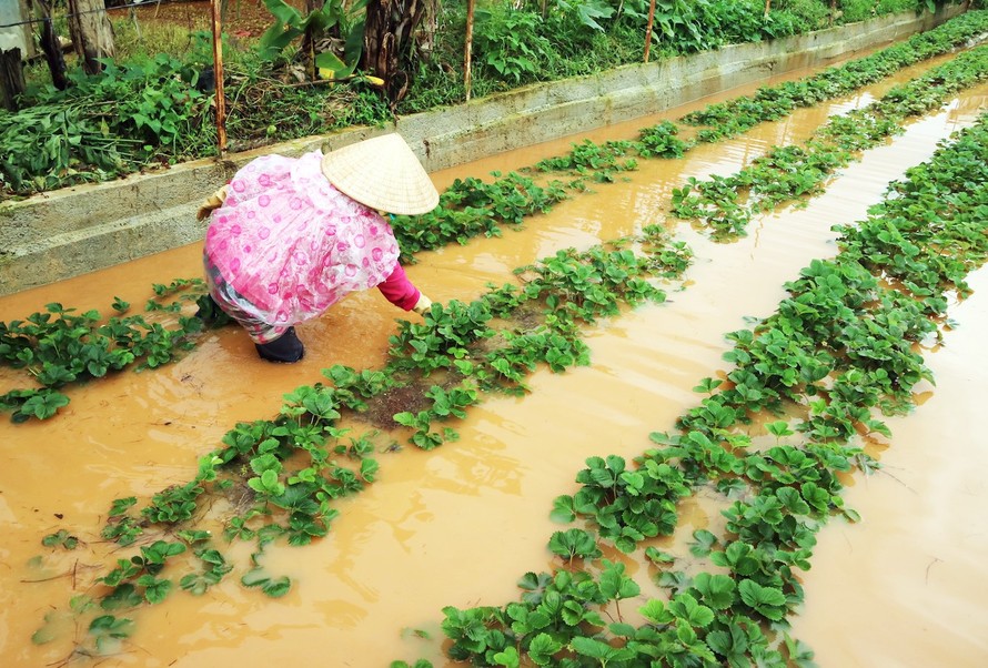 Vườn rau ở Đà Lạt bị ngập.