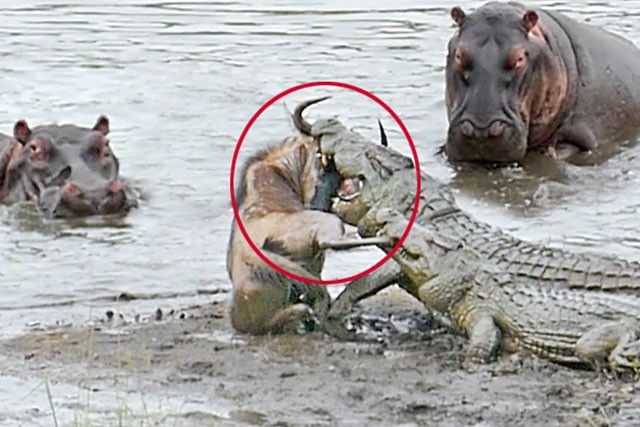 Bầy hà mã giải cứu linh dương đầu bò thoát khỏi hàm cá sấu