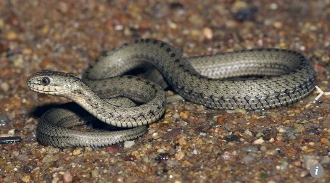 Các nhà nghiên cứu phát hiện loài rắn sống ở Tây Tạng có những biến đổi gene để tồn tại trong môi trường khắc nghiệt.