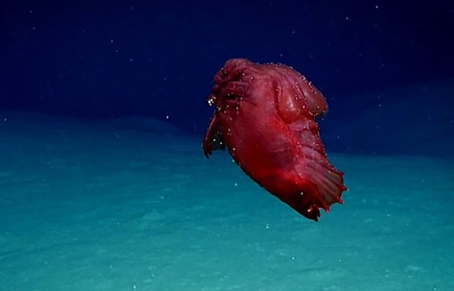 Loài hải sâm đỏ kì lạ được các nhà khoa học đặt tên “quái vật gà không đầu” mới xuất hiện ở Nam Cực.