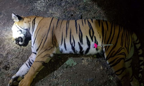 Hổ T1 sau khi bị thợ săn Ấn Độ bắn chết. Ảnh: AFP.
