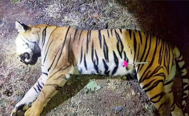 Con hổ cái T-1 bị kết liễu bởi thợ săn chuyên nghiệp cuối tuần trước sau cuộc săn lùng kéo dài hai năm với bốn lần thoát khỏi bẫy (ảnh AFP)
