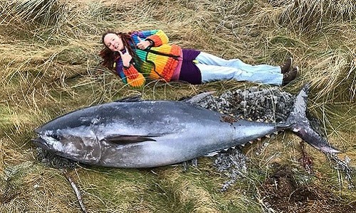 Con cá ngừ vây xanh dài khoảng hai mét. Ảnh: Fox News.