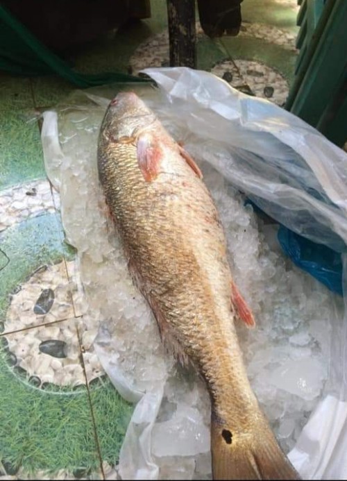 Con cá "lạ" nghi sủ vàng, nặng 5kg. Ảnh: Dân Việt