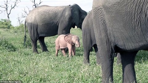 Chú voi màu hồng nổi tiếng trong phim ảnh giờ đã bị bắt gặp ngoài đời thực.