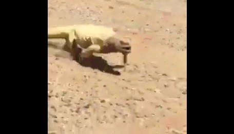 Thằn lằn chạy thục mạng để tìm chỗ tránh nắng.