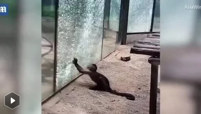 Khỉ đầu trắng dùng đá đập vỡ kính để tẩu thoát như phim hành động
