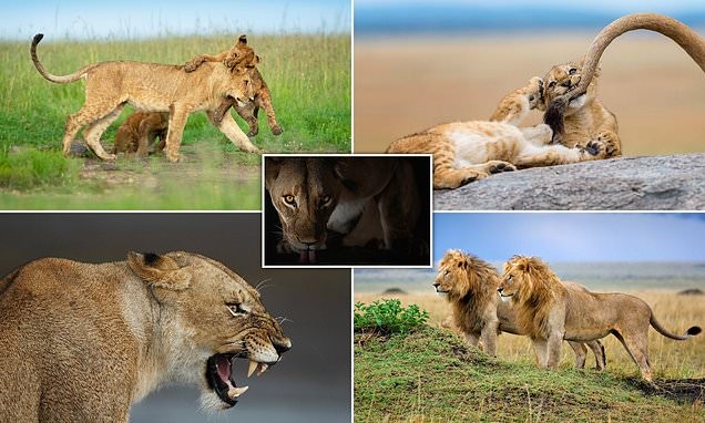 Ảnh hiếm về sư tử châu Phi trước bờ vực tuyệt chủng 