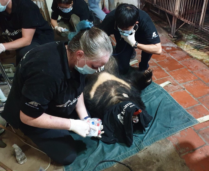 Các chuyên gia của tổ chức động vật châu Á tiếp nhận 3 cá thể gấu do người dân Lạng Sơn bàn giao .Ảnh: Đ. Ngọc 
