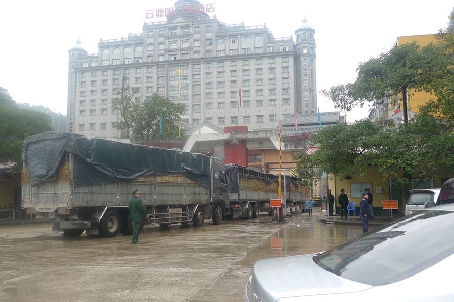 Mỗi ngày có khoảng trên 2000 tấn thanh long xuất bán sang Pò Chài (Trung Quốc) *ảnh: Duy Chiến