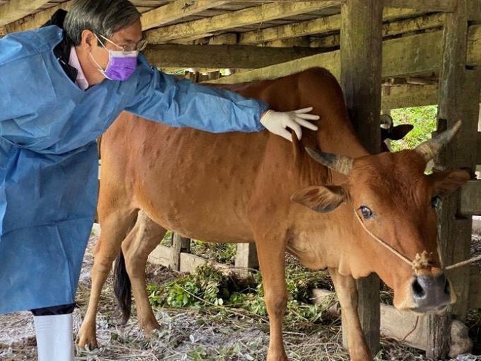 Cơ quan chức năng tỉnh Lạng Sơn kiểm tra, lấy mẫu xét nghiệm bệnh lạ trên bò ở huyện Hữu Lũng .Ảnh: TL