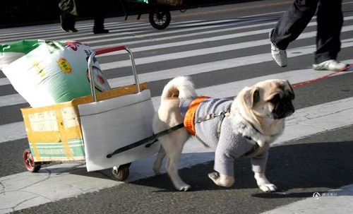  Được biết, chú chó Bảo Bảo là con chó rất khỏe mạnh và bắt đầu “kéo xe“ từ năm 2006. Đến năm 2011, Bảo Bảo sinh 3 chú chó con, trong đó Tinh Tinh là đứa khỏe mạnh nhất.