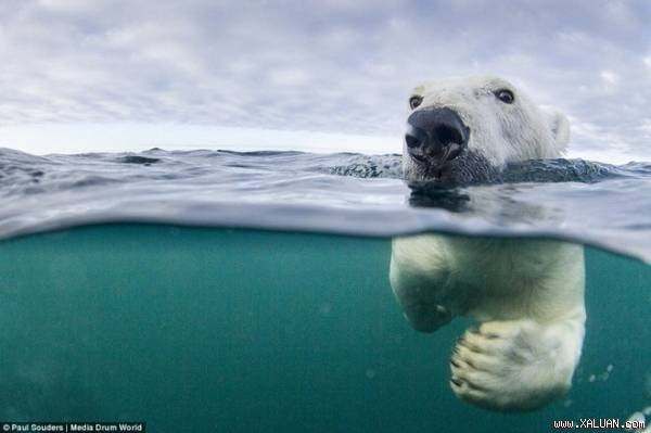 Để thích ứng với biến đổi khí hậu, đang khiến trái đất ngày một nóng dần và băng tan nhanh hơn, loài gấu Bắc Cực đang phải học cách bơi đường dài để tìm mồi.