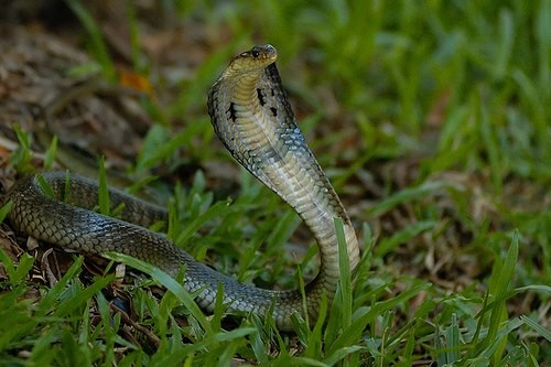 Khám phá rắn hổ chúa độc nhất thế giới có tại Việt Nam