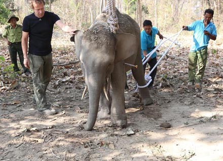 Các chuyên gia, bác sĩ và nài voi đưa voi rừng về chữa trị.