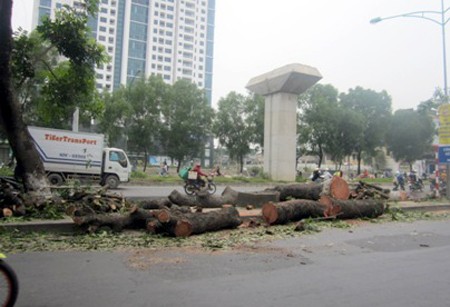 Chủ tịch Hà Nội yêu cầu rà soát việc chặt hạ 6.700 cây xanh