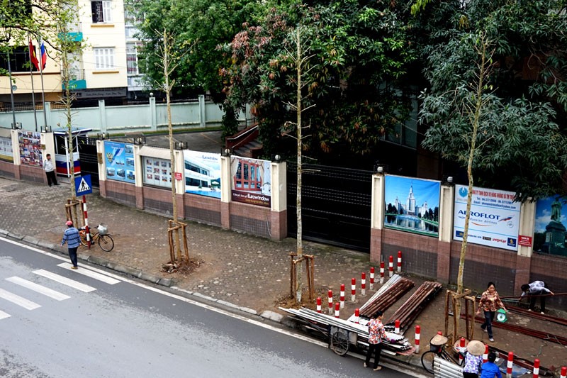 Ngắm hàng cây lơ thơ lá vừa được thay thế trên phố Hà Nội