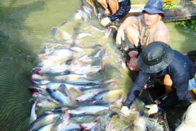 Xuất khẩu thủy sản của Việt Nam trong nửa đầu năm giảm mạnh ở hầu hết các thị trường 