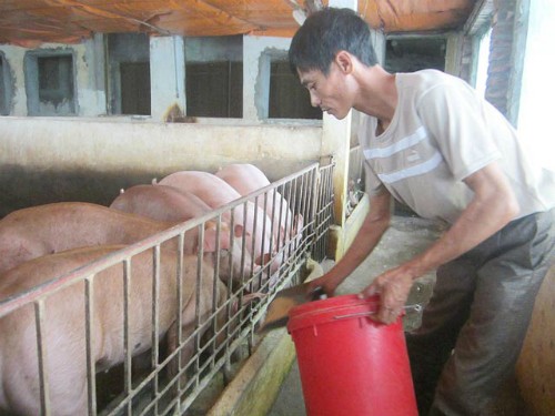 Anh Đỗ Văn Chuyên là người tiên phong của tỉnh Hưng Yên thực hiện mô hình chăn nuôi lợn sạch bằng thuốc Bắc.