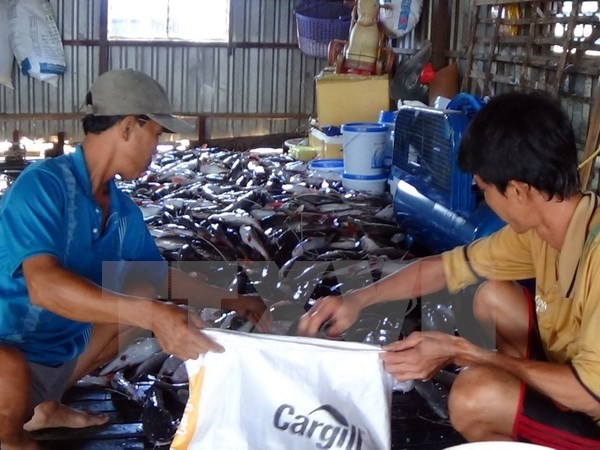 Người dân xã Long Hòa huyện Phú Tân, An Giang vớt cá chết cho vào bao tải mang đi xử lý tiêu hủy. (Ảnh: Đặng Công Mạo/TTXVN) 