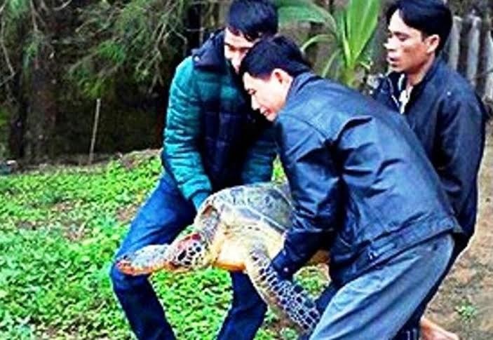 Cá thể rùa biển quý hiếm được cứu hộ thành công sáng 28/3 tại huyện Phú Lộc, tỉnh TT-Huế. Ảnh: Minh Hiếu 