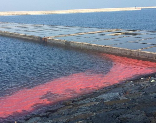 Dải nước màu đỏ xuất hiện vào sáng 17/2 tại cảng Sơn Dương được người dân chụp lại. Ảnh:H.V