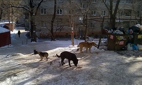 Chó hoang ở Khabarovsk, đông nam nước Nga. Ảnh:Siberian Times 